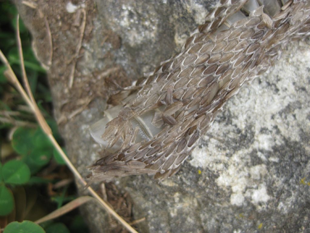 Aiuto identificazione